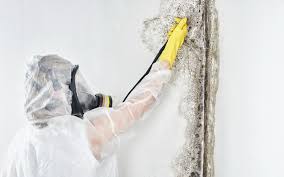 Mold Remediation for Rental Properties in Mount Olive, NC